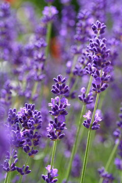 Lavendel
