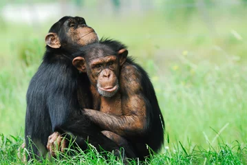 Crédence de cuisine en verre imprimé Singe deux chimpanzés mignons