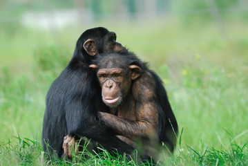 Fototapeta premium two cute chimpanzees