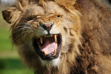 Lion en colère