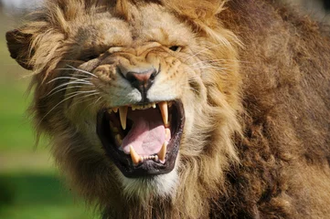 Crédence de cuisine en verre imprimé Lion Lion en colère