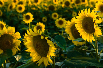 campo di girasoli