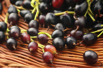 Black currants
