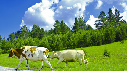 Obraz premium cow