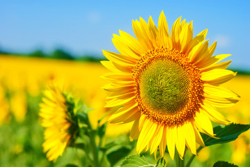 Fototapeta premium Beautiful sunflower field