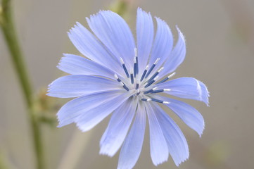 fleur