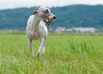 Hund mit Spielball