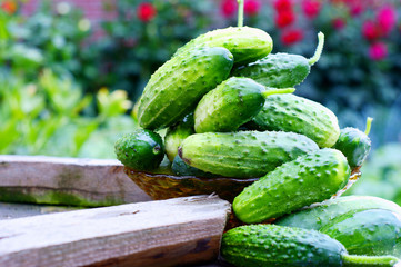 Fresh organic cucumbers