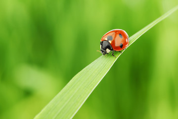 Obraz premium ladybug on grass