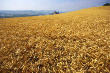 Emilia Romagna, campo di grano a Torrechiara