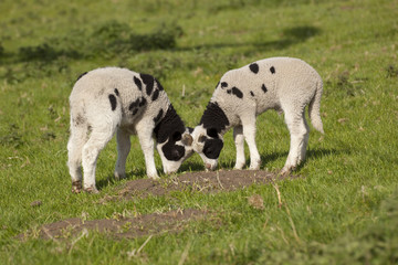 Fototapeta premium jacobs lambs in spring
