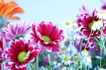 Obraz na płótnie Canvas kolorowe kwiaty letnie
