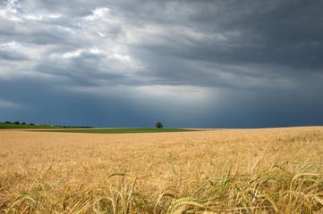 Wheat field before thunderstorm - Central Germany