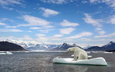 Fototapeten Erwärmung von Eisbären und Golbars © Alexander