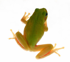 frog
