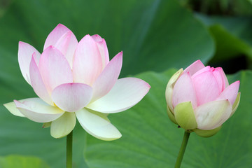 lotus sacré,nelumbo nucifera