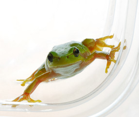 frog
