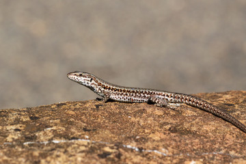 lézard