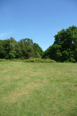 Hainault Forest Trees 2