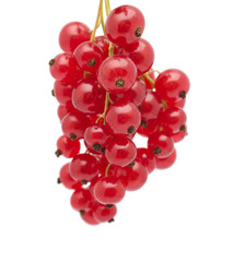 solated red currant