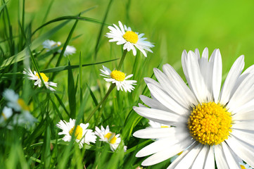 Gänseblümchen 10.1 © K.-U. Häßler