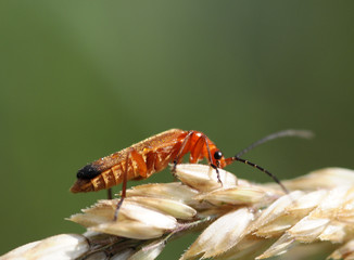 Cantharis fusca