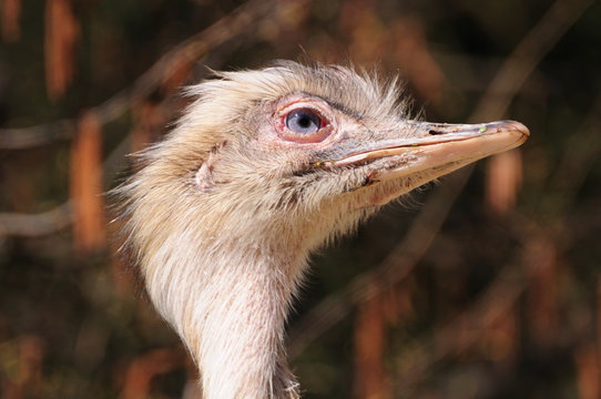 Close up of ostrich head