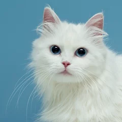 Deurstickers white cat © Azaliya (Elya Vatel)