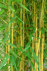Obraz premium yellow bamboo