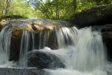 Obraz premium rzeka w lesie