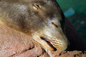 Seal..