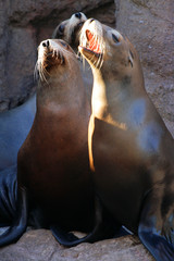 Sea lion..