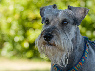 Intense Miniature schnauzer dog with green lighted background