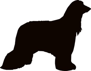 Afghan Hound Dog