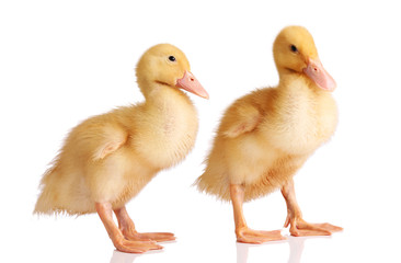 Two yellow ducklings isolated