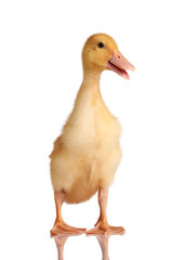 One young yellow duckling