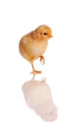 Chick standing isolated on white