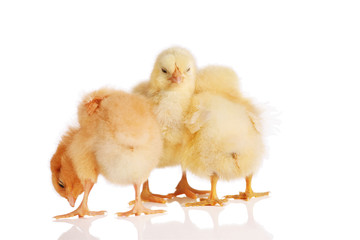 Three chicks in a group