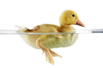 Cute duckling in water
