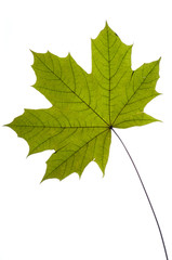dry green maple tree leaf on white