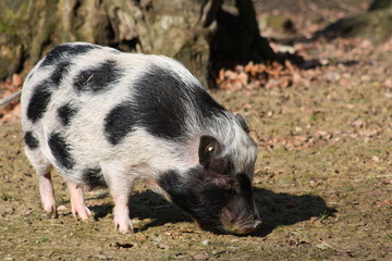 geflecktes Schwein