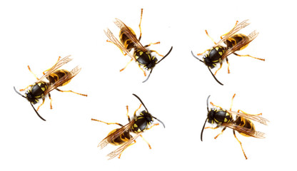 Close-up of a live five Yellow Jacket  Wasps