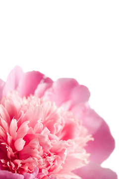 pink peony flower isolated