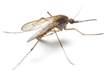 Anopheles mosquito - dangerous vehicle of infection - isolated - 15366227