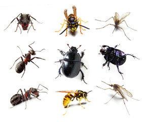 Insect collection on white background