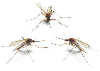Three Anopheles mosquitos - dangerous vehicle of infection