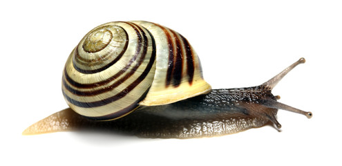 Striped snail on white background