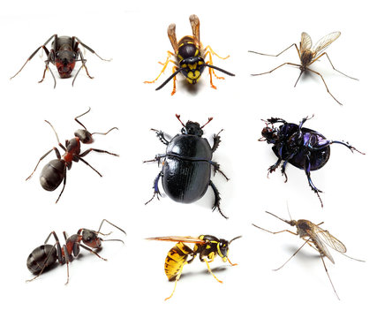 Insect Collection On White Background