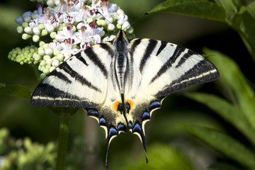 scarse swallowtail / Iphiclides podalirius