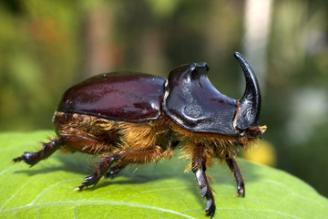 Oryctes nasicornis